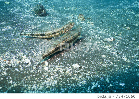 エソのカップル 75471660