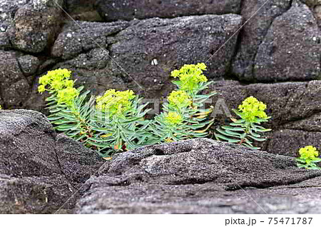 奄美大島の海岸植物 イワタイゲキの開花(トウダイグサ科) 奄美大島の海岸植物 イワタイゲキの開花(トウダイグサ科) 75471787