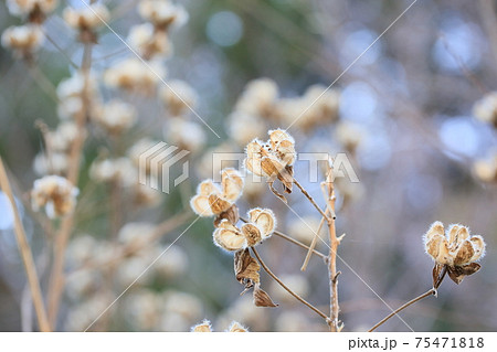 フヨウの芽 フヨウの芽 75471818