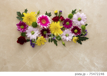 Spring flower composition on pink background made from fresh Chrysanthemum. 75472246