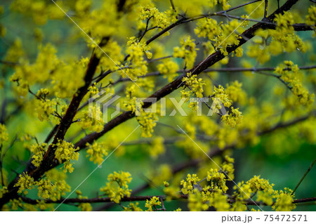 サンシュユ 75472571