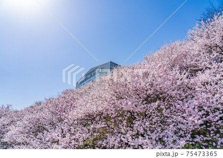日本の春 神奈川県南足柄 一の堰ハラネ春めき桜 日本の春 神奈川県南足柄 一の堰ハラネ春めき桜 75473365