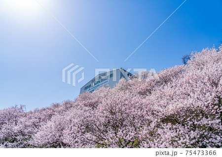 日本の春 神奈川県南足柄 一の堰ハラネ春めき桜 日本の春 神奈川県南足柄 一の堰ハラネ春めき桜 75473366