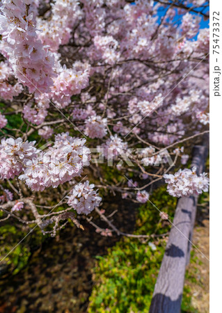 日本の春 神奈川県南足柄 一の堰ハラネ春めき桜 75473372