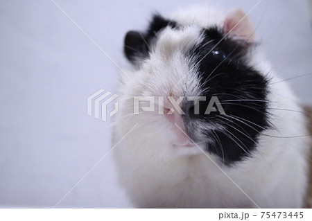 おとぼけ顔なまるまるモルモット 75473445