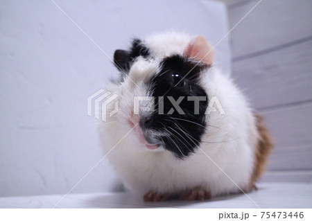 まんまるモルモット 75473446