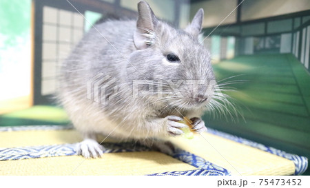 おやつを食べながらウトウト・・・ 75473452