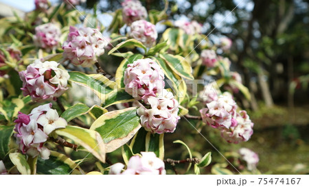 沈丁花 沈丁花 75474167