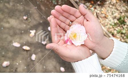 椿 椿 75474168
