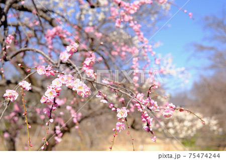 【東京】府中市郷土の森博物館の梅（春） 75474244