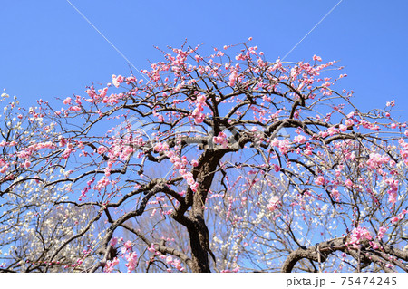 【東京】府中市郷土の森博物館の梅（春） 75474245
