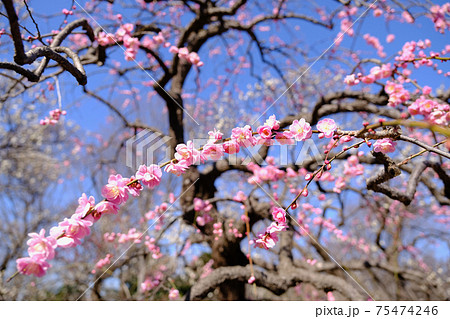 【東京】府中市郷土の森博物館の梅（春） 75474246