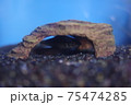 モツゴ 75474285