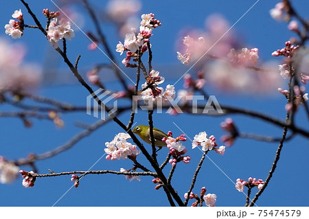 大寒桜とメジロ 75474579