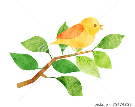 葉37 新緑 緑 枝 鳥 小鳥 水彩風のイラスト素材 [75474859] - PIXTA