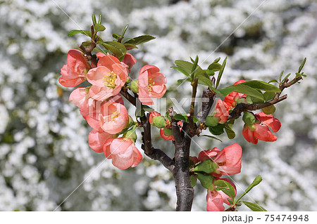 ボケの花とユキヤナギ 春の花木の写真素材