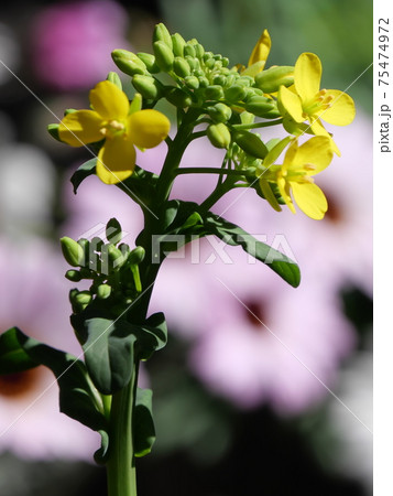 再生野菜の小松菜の花 の写真素材