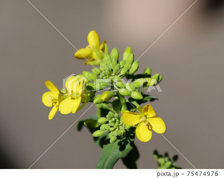 キッチンガーデンで再生した小松菜の花 の写真素材