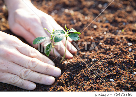 木の苗を植える 75475366