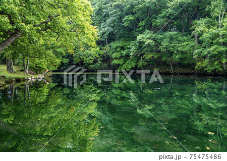 富良野市 鳥沼公園の深緑の風景 75475486