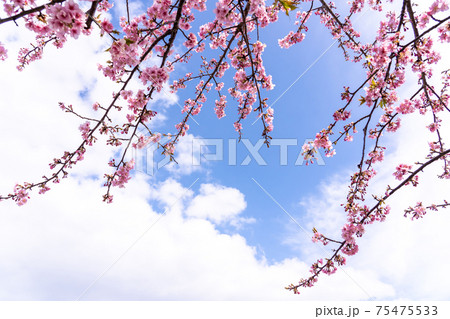 三重県松阪市　青空に映える笠松河津桜の枝 75475533