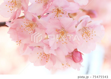 河津桜7020 75475543