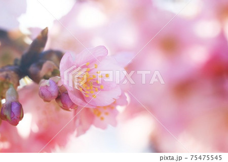 河津桜7025 河津桜7025 75475545