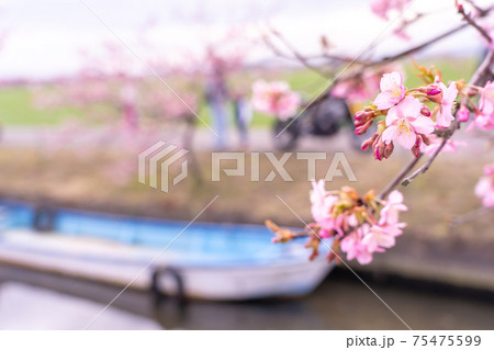 三重県松阪市　水路沿いに咲く笠松河津桜ロードとボート 75475599