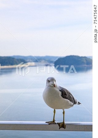南三陸の夜明けとカモメ 【宮城県本吉郡南三陸町】 南三陸の夜明けとカモメ 【宮城県本吉郡南三陸町】 75475647