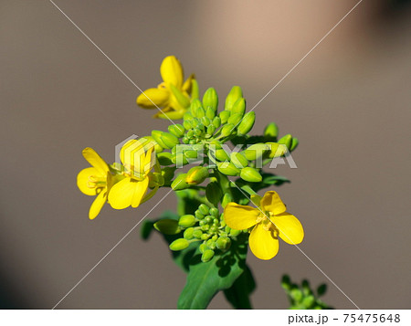 再生野菜の小松菜の花③ 75475648