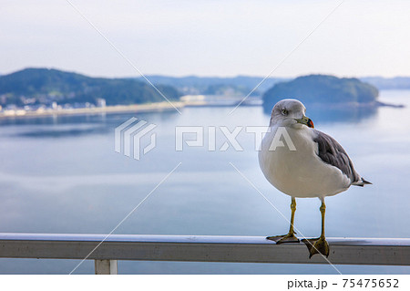 南三陸の夜明けとカモメ 【宮城県本吉郡南三陸町】 南三陸の夜明けとカモメ 【宮城県本吉郡南三陸町】 75475652