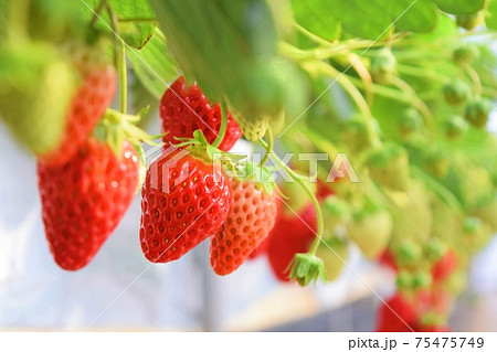 赤く実った収穫前のいちご(紅ほっぺ) 赤く実った収穫前のいちご(紅ほっぺ) 75475749