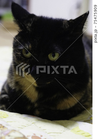 サビ猫 サビ猫 75475909