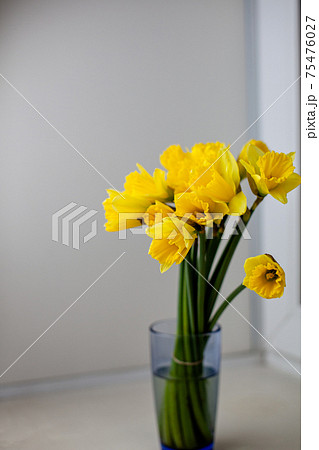 A yellow bouquet of daffodils in a glass vase on the windowsill A yellow bouquet of daffodils in a glass vase on the windowsill 75476027