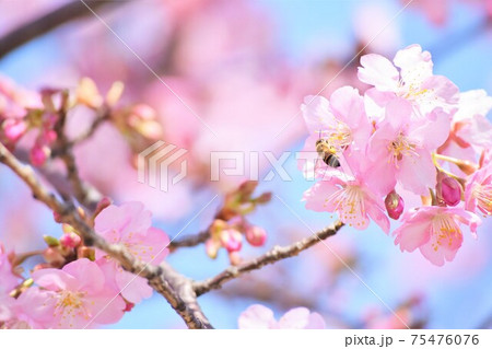 桜とミツバチ 75476076