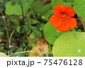 ナスタチウム 75476128