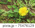タンポポの花 75476129