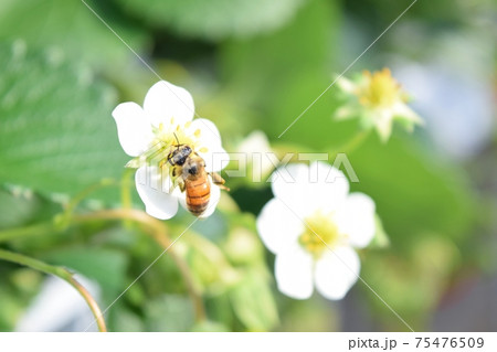 いちごの花に受粉するミツバチの写真素材
