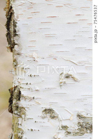 白樺の幹のクローズアップ 75476537