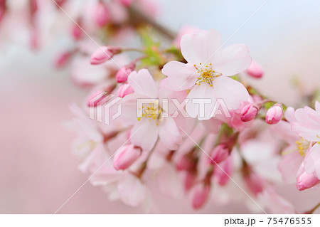 淡いピンク色の思川桜 75476555