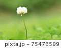 シロツメグサの花 75476599