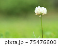 シロツメグサの花 75476600