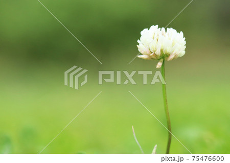 シロツメグサの花 75476600