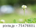 シロツメグサの花 75476601