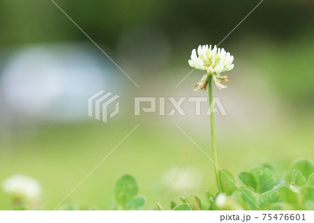 シロツメグサの花 75476601