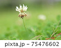 シロツメグサの花 75476602