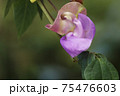 クライミングエスカルゴ 75476603