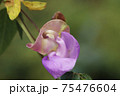 クライミングエスカルゴ 75476604