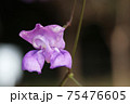 クライミングエスカルゴ 75476605