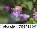 クライミングエスカルゴ 75476606